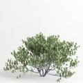 3d illustration of simmondsia chinensis tree isolated on white bachground