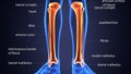 3d illustration of skeletion tibia and fibula bone anatomy Royalty Free Stock Photo