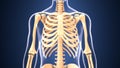 3d illustration of skeleton ribs anatomy Royalty Free Stock Photo