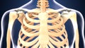 3d illustration of skeleton ribs anatomy
