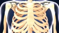 3d illustration of skeleton ribs bone anatomy