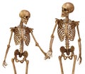 Skeletons of man and woman in the pose of lovers. Isolated on white background 3d illustration