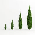 3d illustration small size cupressus trees isolated on white background