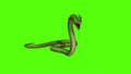 Snake  Python on Green Screen background Royalty Free Stock Photo