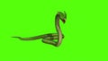 Snake Python on Green Screen background Royalty Free Stock Photo