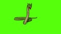 Snake Python on Green Screen background Royalty Free Stock Photo