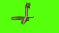 Snake Python on Green Screen background Royalty Free Stock Photo