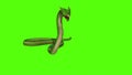 Snake Python on Green Screen background Royalty Free Stock Photo