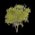 3d illustration of Sophora microphylla trees isolated on black background