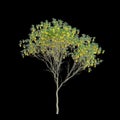 3d illustration of Sophora microphylla trees isolated on black background