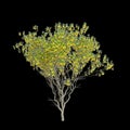 3d illustration of Sophora microphylla trees isolated on black background