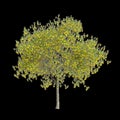 3d illustration of Sophora microphylla trees isolated on black background