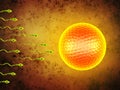 3D illustration sperm approaching egg cell. Royalty Free Stock Photo