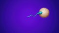 sperm and fertile human egg. Insemination concept