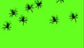 spiders on green screen