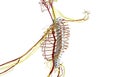 3D illustration of Spine, medical concept