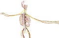 3D illustration of Spine, medical concept