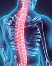 3D illustration of Spine, medical concept.