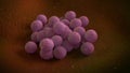 3D illustration of a Staphylococcus Aureus Bacteria Royalty Free Stock Photo