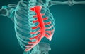 3D illustration of Sternum, medical concept