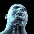 3d illustration of stylohyoid muscles anatomical position on xray body Royalty Free Stock Photo