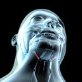 3d illustration of stylohyoid muscles on xray musculature