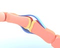 3d illustration of the synovial joint of the bone of a hand.