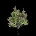 3d illustration of Syringa vulgaris flowering isolated on black background