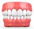 3D illustration teeth and gum model.