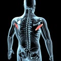 3d illustration of the teres minor muscles anatomical position on xray body