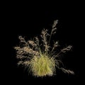 3d illustration of Themeda triandra bush isolated on black background Royalty Free Stock Photo