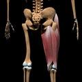 3d illustration of the thigh muscles on skeleton back view