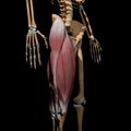 3d illustration of the thigh muscles on skeleton side view