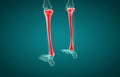 3D illustration of Tibia, medical concept Royalty Free Stock Photo