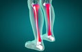 3D illustration of Tibia, medical concept Royalty Free Stock Photo