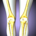 3D illustration of Tibia - Part of Human Skeleton. Royalty Free Stock Photo