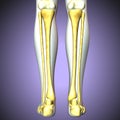 3D illustration of Tibia - Part of Human Skeleton. Royalty Free Stock Photo
