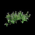 3d illustration of Torenia fournieri bush isolated on black background