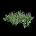 3d illustration of Torenia fournieri bush isolated on black background