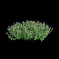 3d illustration of Torenia fournieri bush isolated on black background