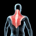 3d illustration of the trapezius muscles anatomical position on xray body