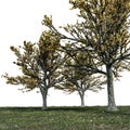 Trees on a huge field isolated on white background