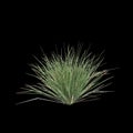 3d illustration of Triodia scariosa bush isolated on black background Royalty Free Stock Photo