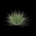 3d illustration of Triodia scariosa bush isolated on black background Royalty Free Stock Photo