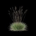 3d illustration of Triodia scariosa bush isolated on black background Royalty Free Stock Photo