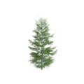 3d illustration of Tsuga heterophylla tree isolated on white background