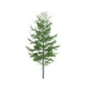 3d illustration of Tsuga heterophylla tree isolated on white background