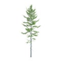 3d illustration of Tsuga heterophylla tree isolated on white background