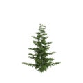 3d illustration of Tsuga mertensian tree isolated on white background