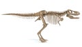 Tyrannosaurus Rex Skeleton Royalty Free Stock Photo